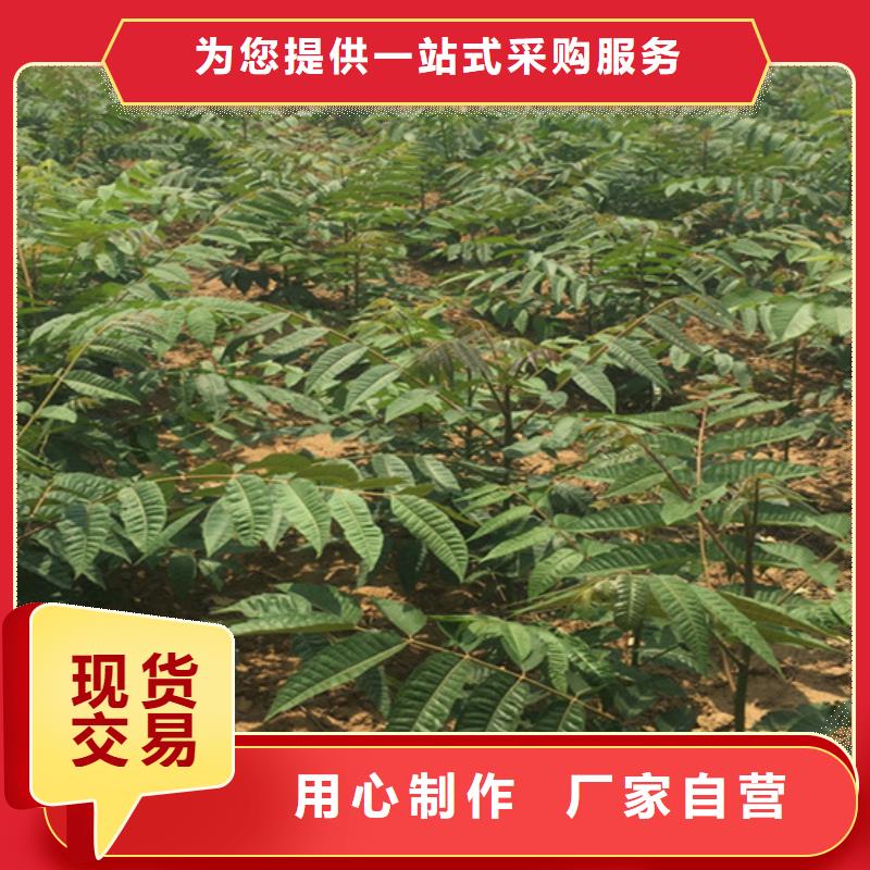香椿櫻桃苗來圖加工定制