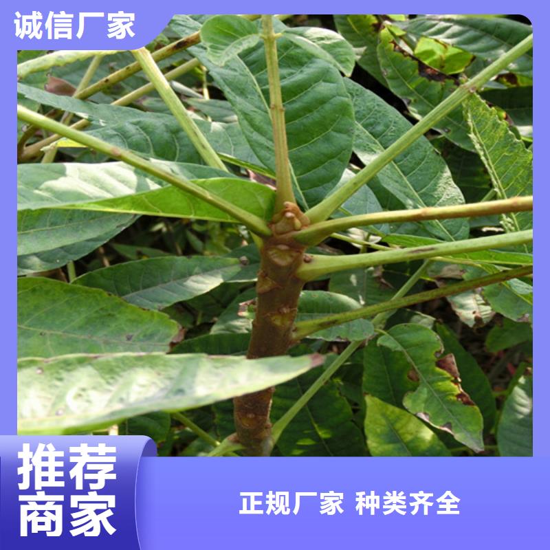 梨树苗-视频-梨树苗-山西省阳泉市(同城)品牌-平定|盂县|吕梁|忻州|长治|晋中