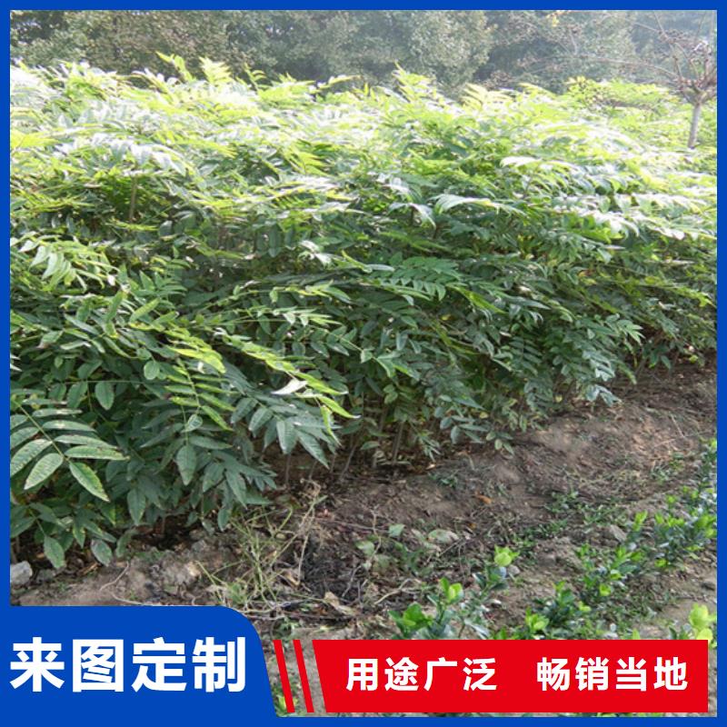 香椿_【石榴树】现货充裕|通辽|乌兰察布|阿拉善|乌海|赤峰|呼伦贝尔|锡林郭勒生产商