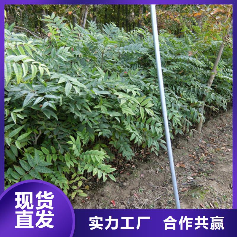 服务商香椿_【石榴树】现货充裕