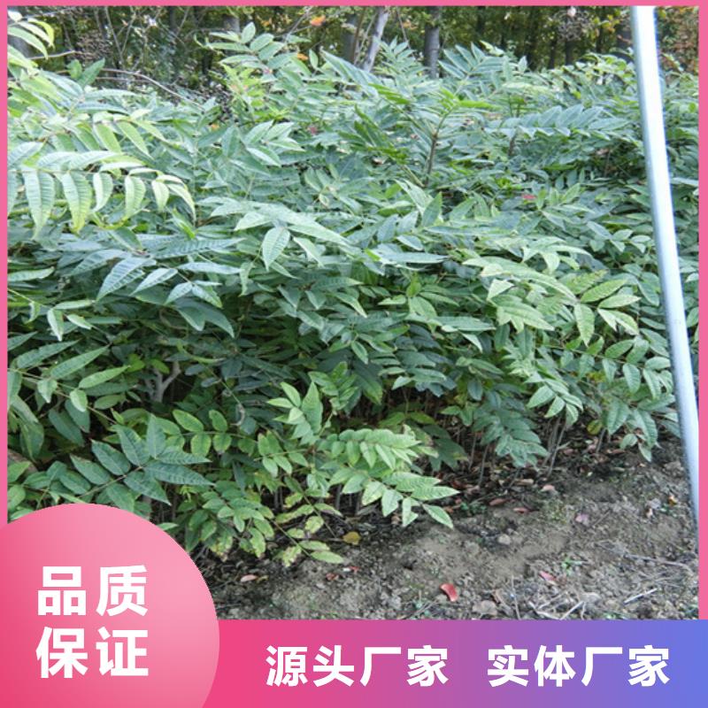 香椿,苹果苗选择我们没错