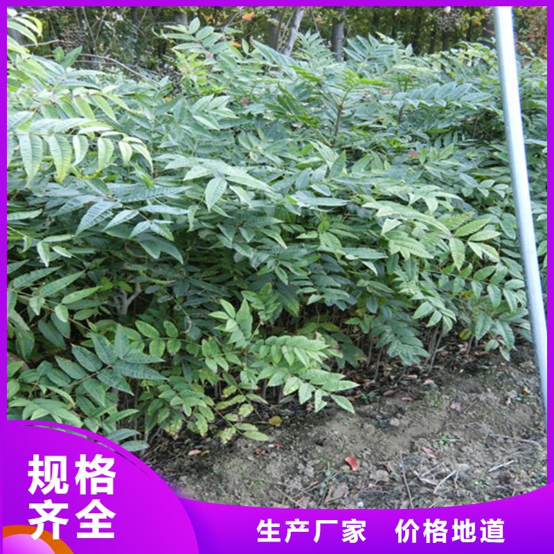 梨树苗-视频-梨树苗-山西省阳泉市(同城)品牌-平定|盂县|吕梁|忻州|长治|晋中