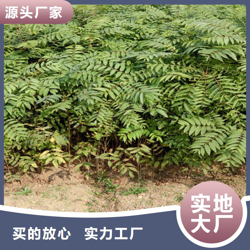 香椿_【石榴树】现货充裕|通辽|乌兰察布|阿拉善|乌海|赤峰|呼伦贝尔|锡林郭勒生产商