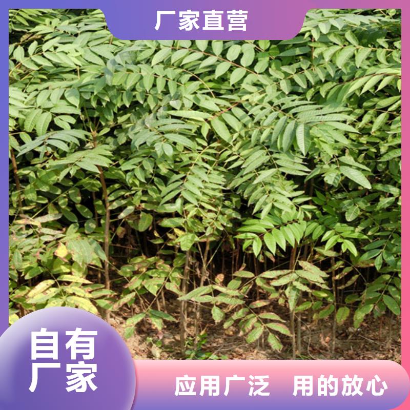 【香椿,蓝莓苗买的放心安兴用的舒心】