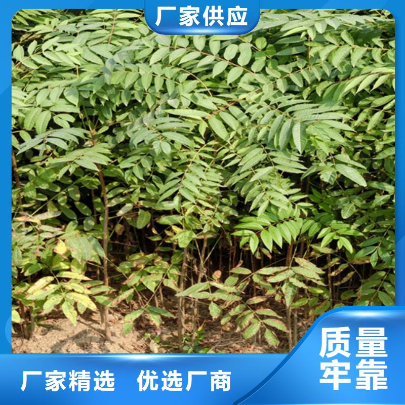 香椿樱桃苗型号齐全