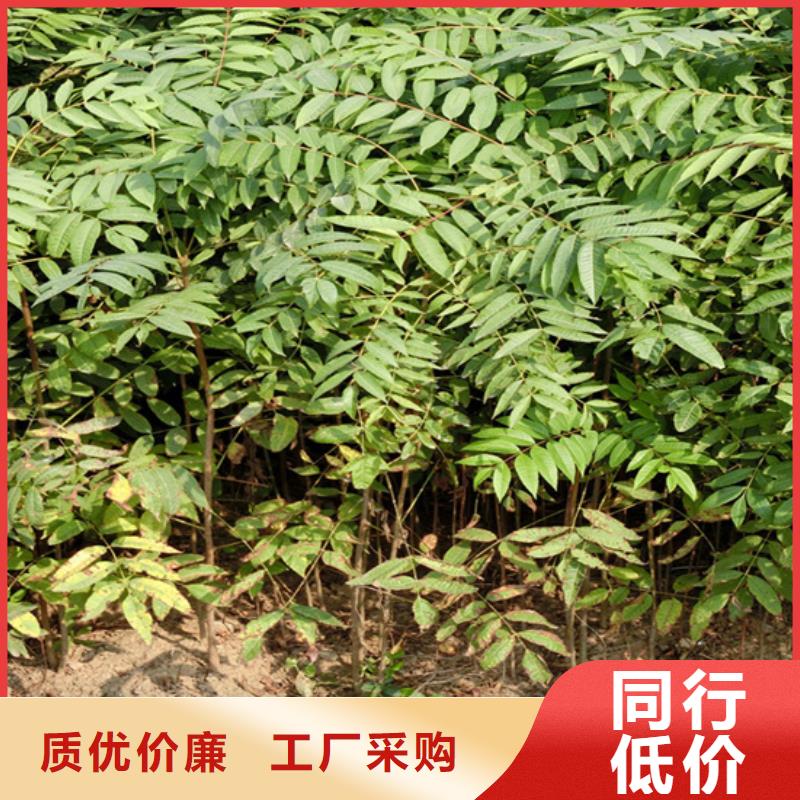 香椿樱桃苗详细参数