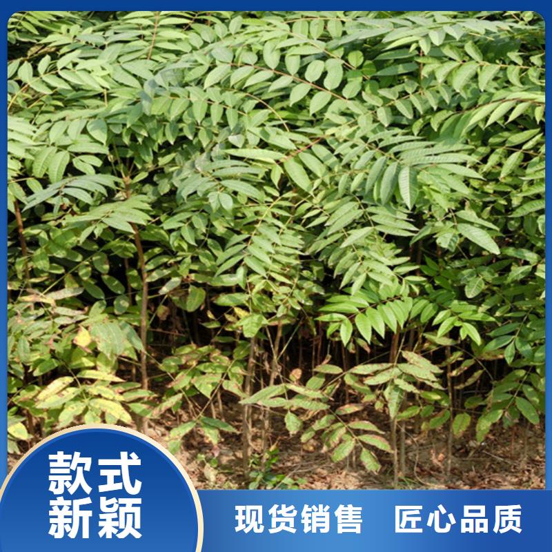 香椿_葡萄苗一周內發貨