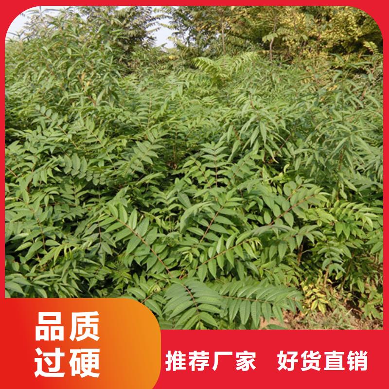 梨树苗视频-阎良|户县|延安|铜川|安康|商洛|汉中梨树苗匠心打造-轩园园艺场(西安市分公司)