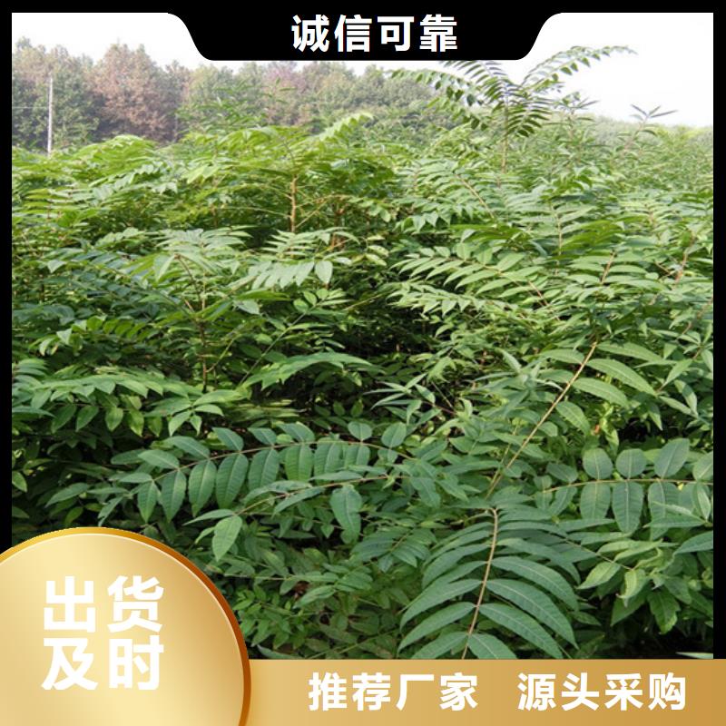 【 香椿_石榴树专业完善售后】