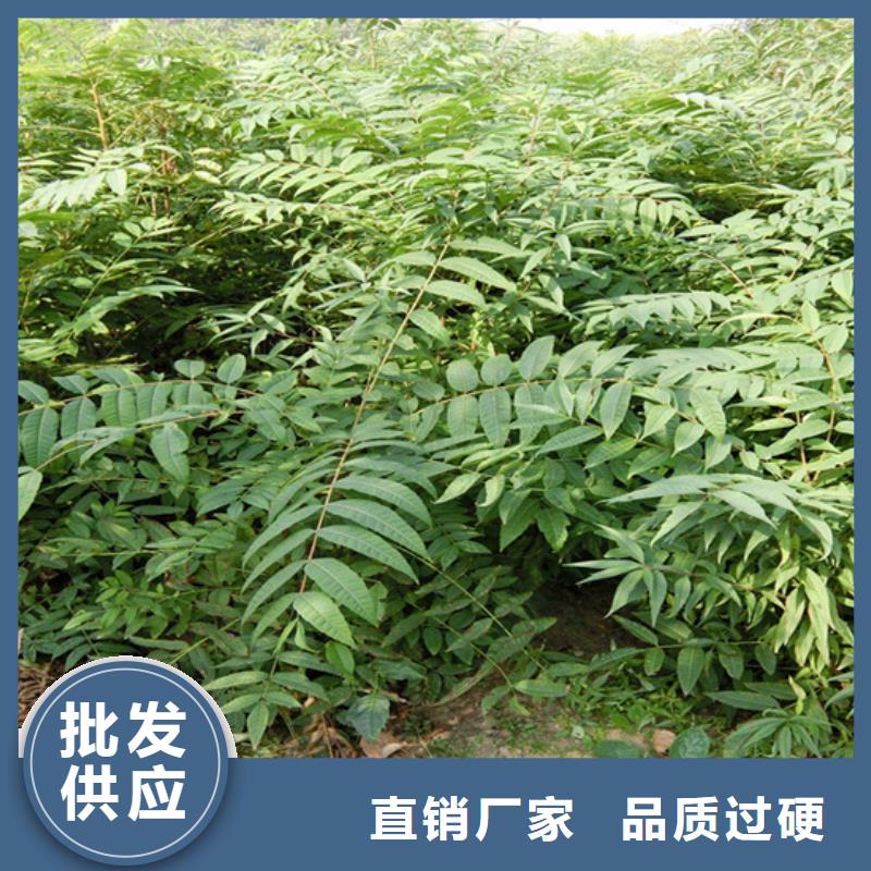 香椿_【石榴树】现货充裕|通辽|乌兰察布|阿拉善|乌海|赤峰|呼伦贝尔|锡林郭勒生产商