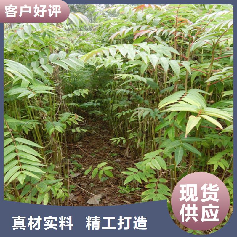 香椿_【石榴树】现货充裕|通辽|乌兰察布|阿拉善|乌海|赤峰|呼伦贝尔|锡林郭勒生产商