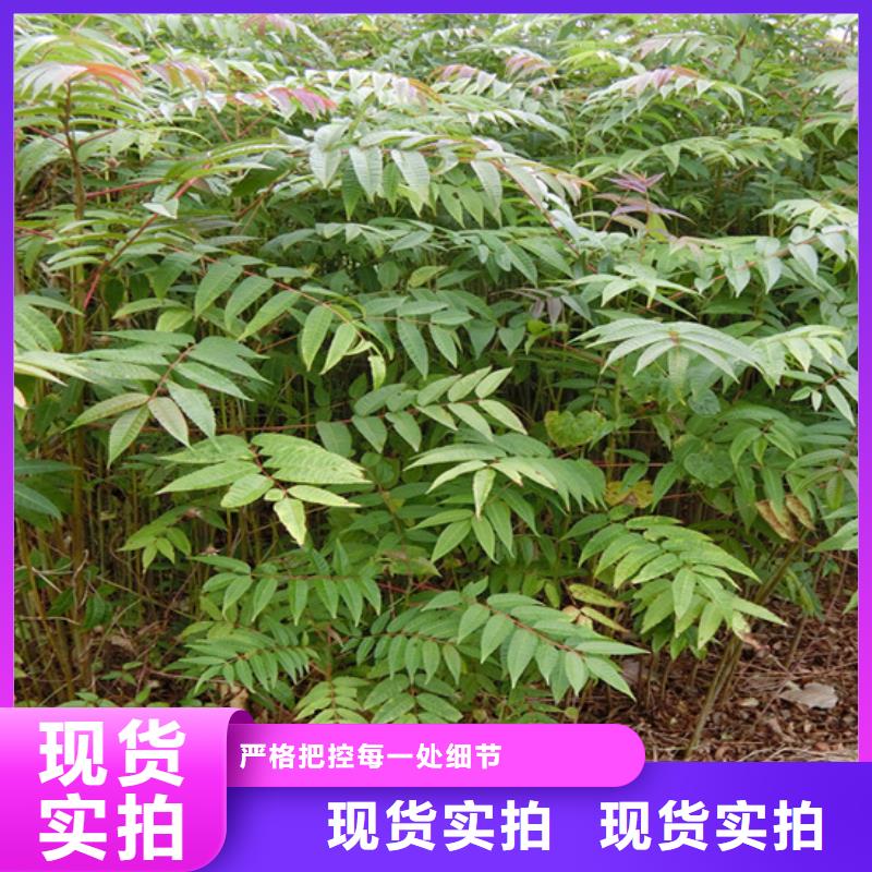 香椿,蘋果苗選擇我們沒錯