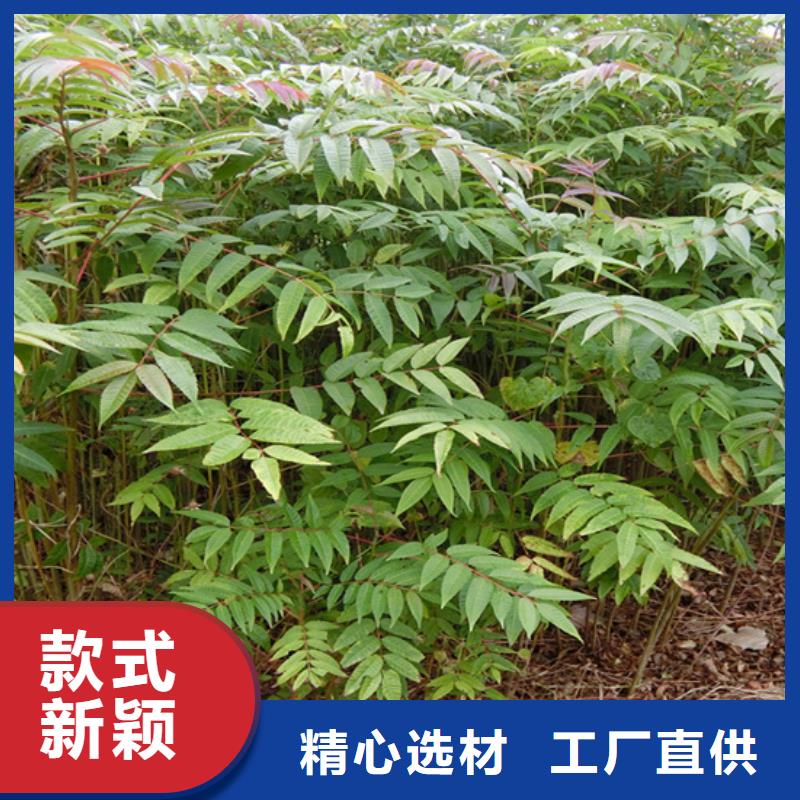 香椿櫻桃苗今日新品