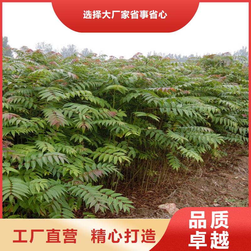 香椿,蘋果苗選擇我們沒錯