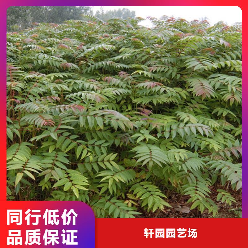 【 香椿_石榴树专业完善售后】-服务区域包括平定|盂县|晋中|大同|忻州|晋城|长治|吕梁|朔州等-产品视频