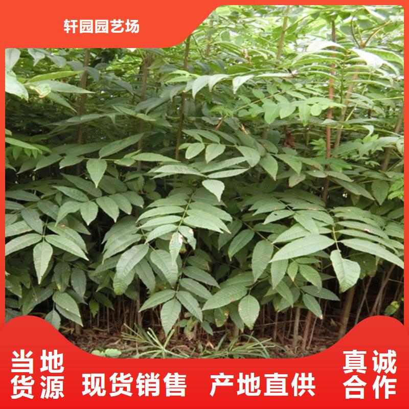 香椿,蘋果苗選擇我們沒錯