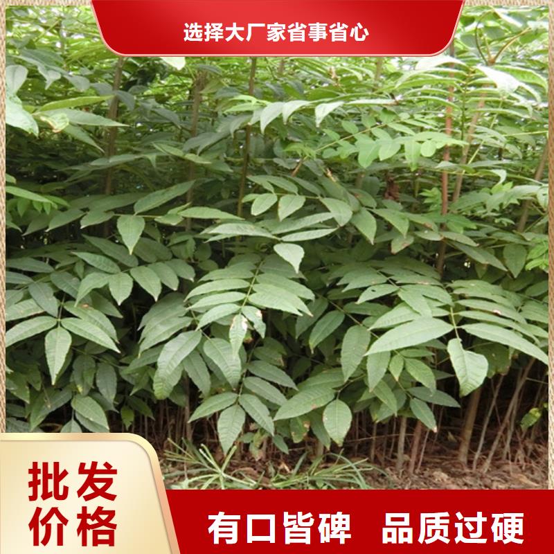 香椿板栗苗多年厂家可靠
