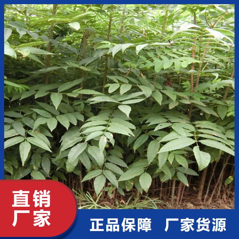 香椿桃树苗层层质检