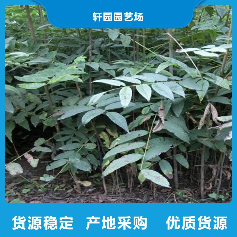 香椿_葡萄苗一周內發貨