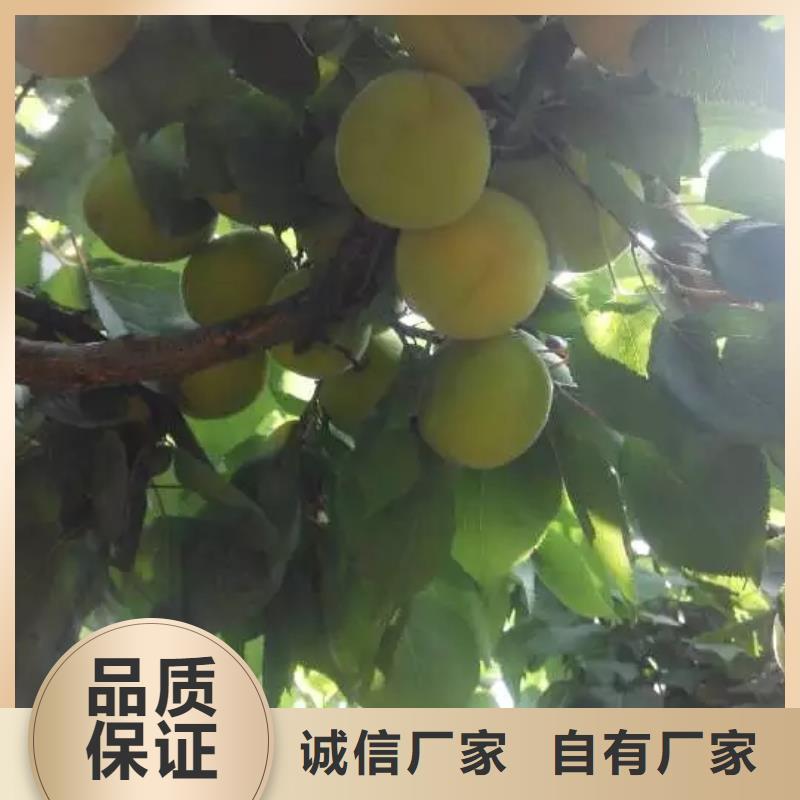 梨树苗视频-梨树苗_湖南省市场覆盖益阳|湘潭|怀化|湘西|郴州|邵阳|长沙等