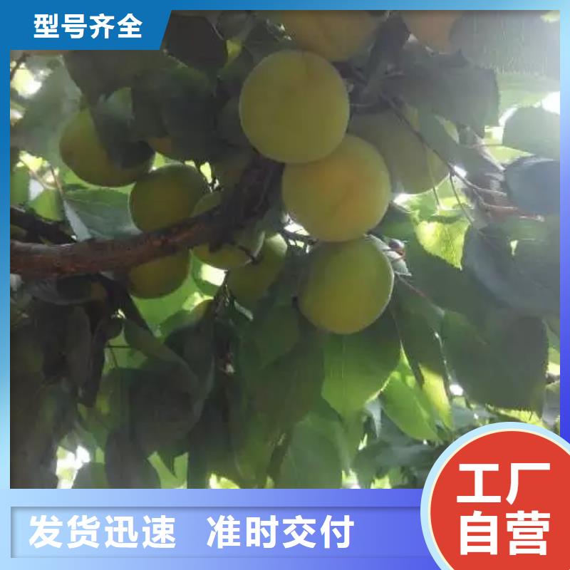 【 杏-杏树苗有口皆碑】 轩园园艺场(阜新市分公司)