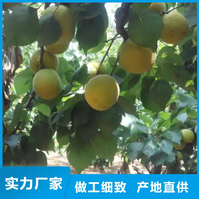 【杏】板栗苗多种规格可选