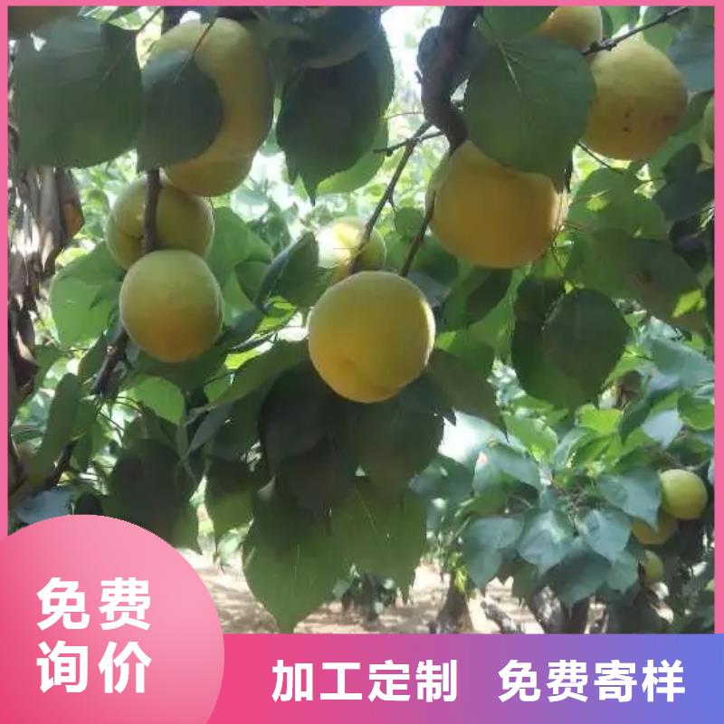 杏,蘋果苗質檢合格出廠