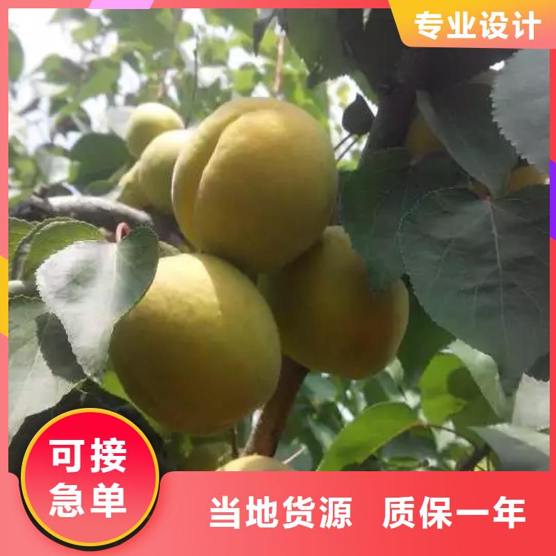 杏,苹果苗质检合格出厂