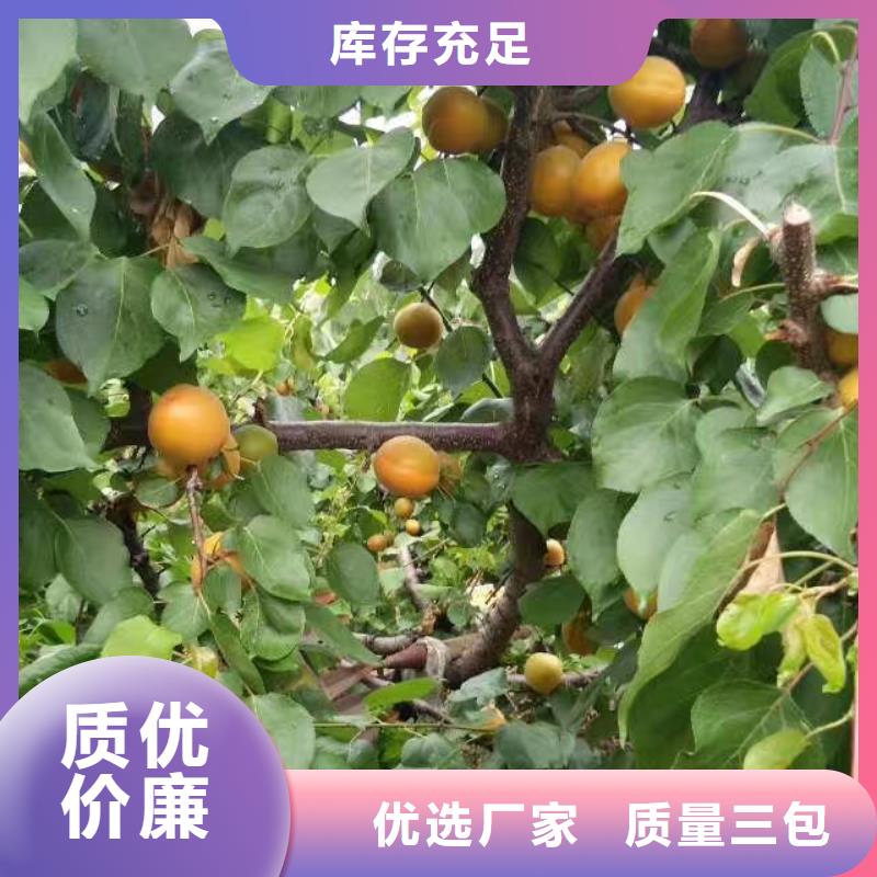 梨树苗轩园【 杏-杏树苗有口皆碑】