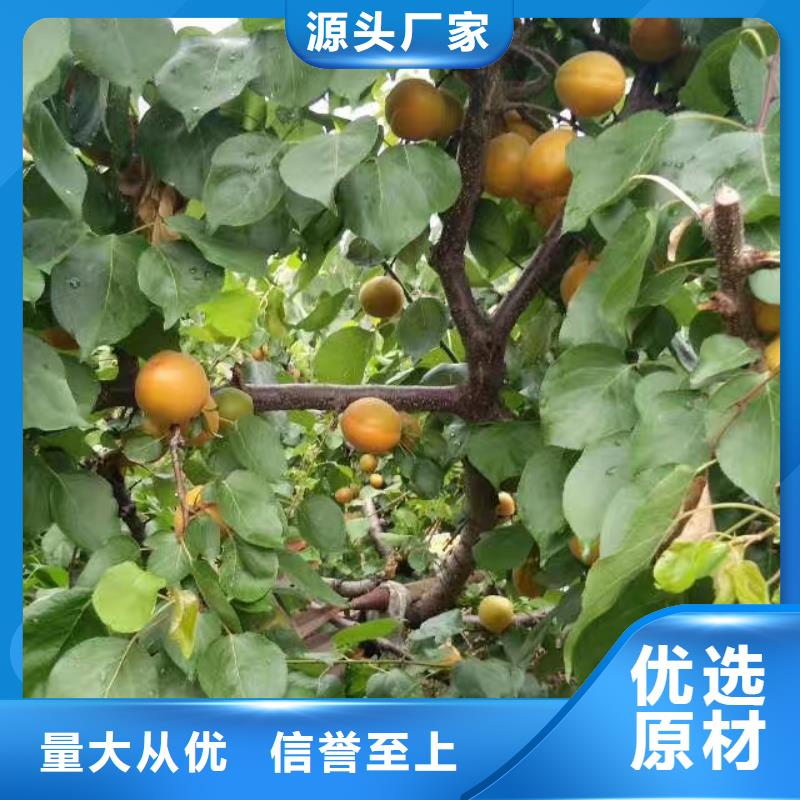 杏苹果苗工厂采购