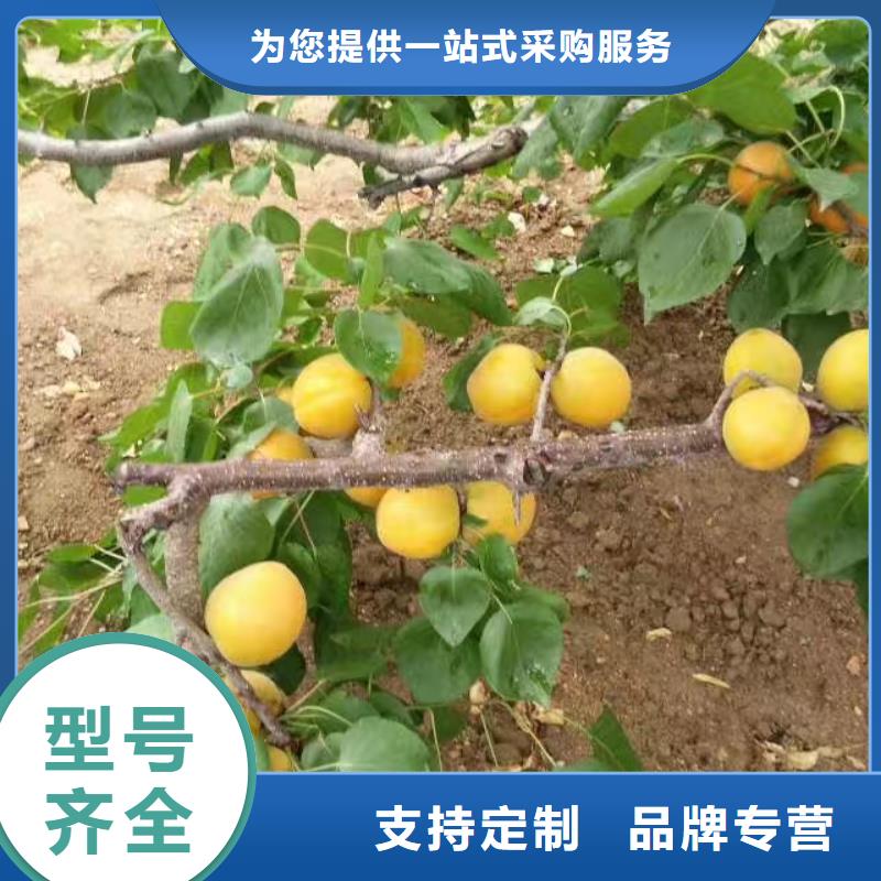 杏-嘎啦苹果敢与同行比质量