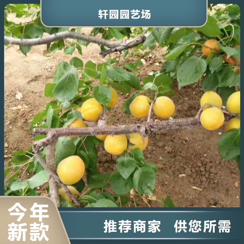 杏_苹果苗真材实料诚信经营