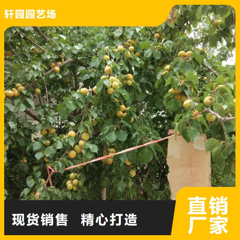 杏蓝莓苗多家仓库发货