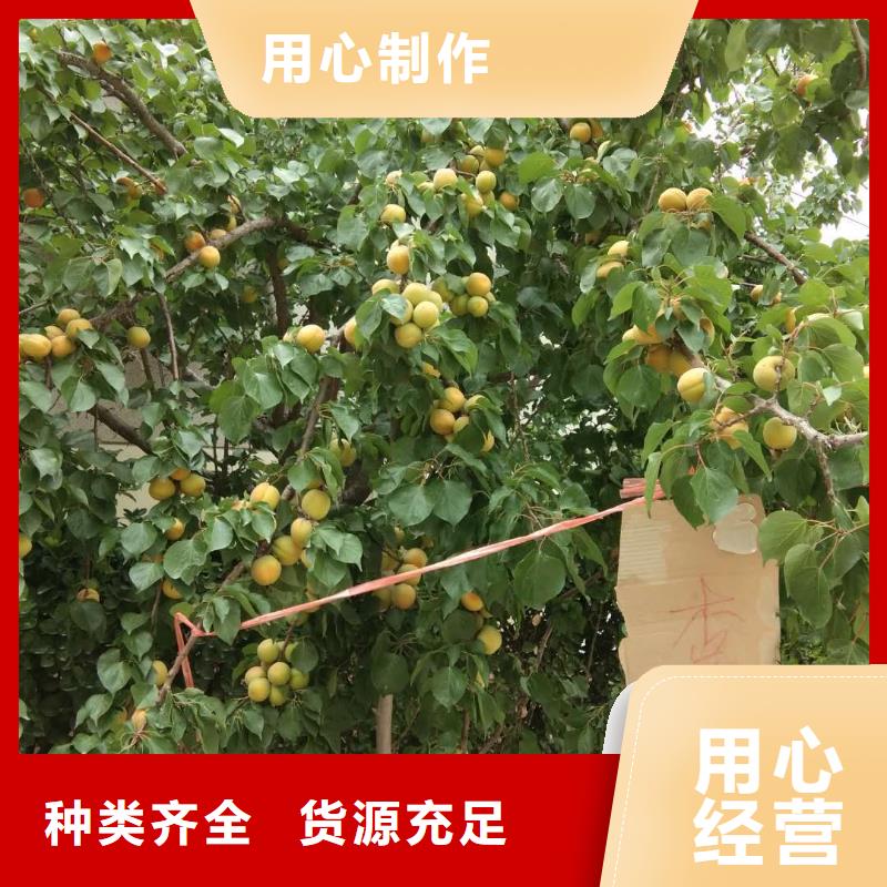 杏櫻桃苗品類齊全
