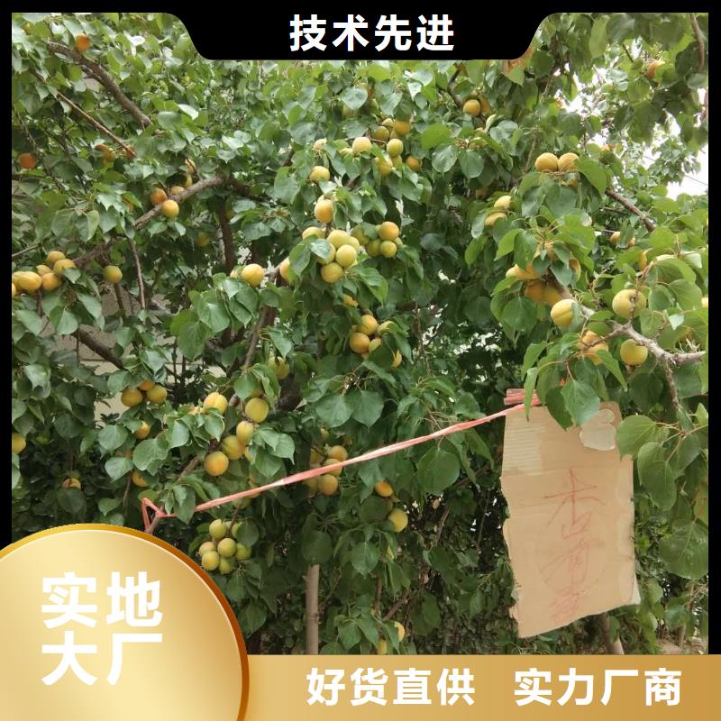 杏无花果苗厂家批发价