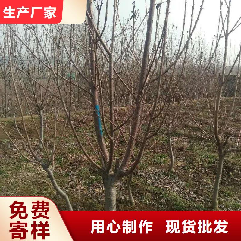 杏 【梨树苗】专业设计