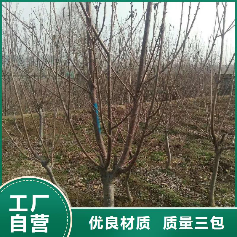 【杏】板栗苗多种规格可选
