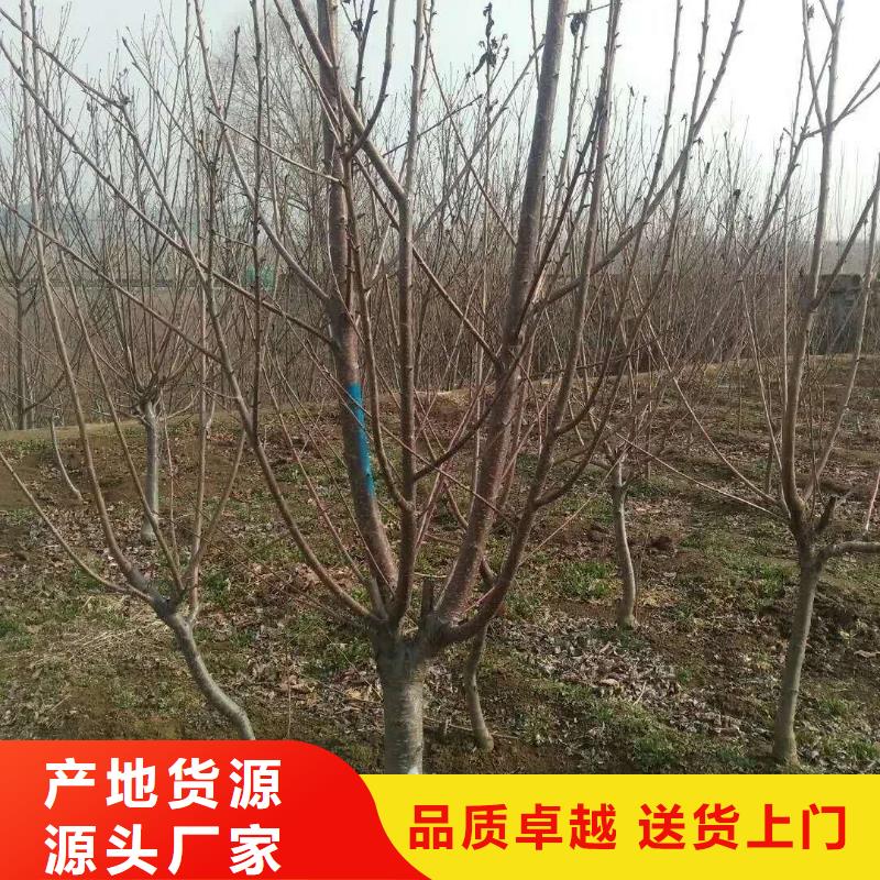 杏蓝莓苗多家仓库发货