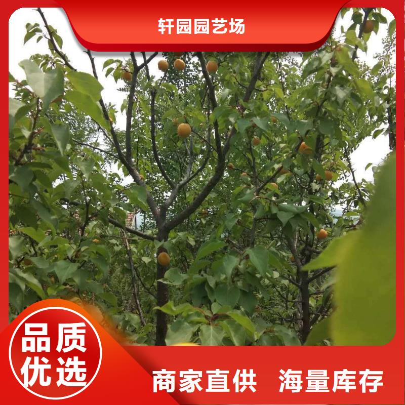 梨树苗-视频-甘肃省武威市|古浪|民勤|临夏|酒泉|嘉峪关|平凉|金昌梨树苗-轩园