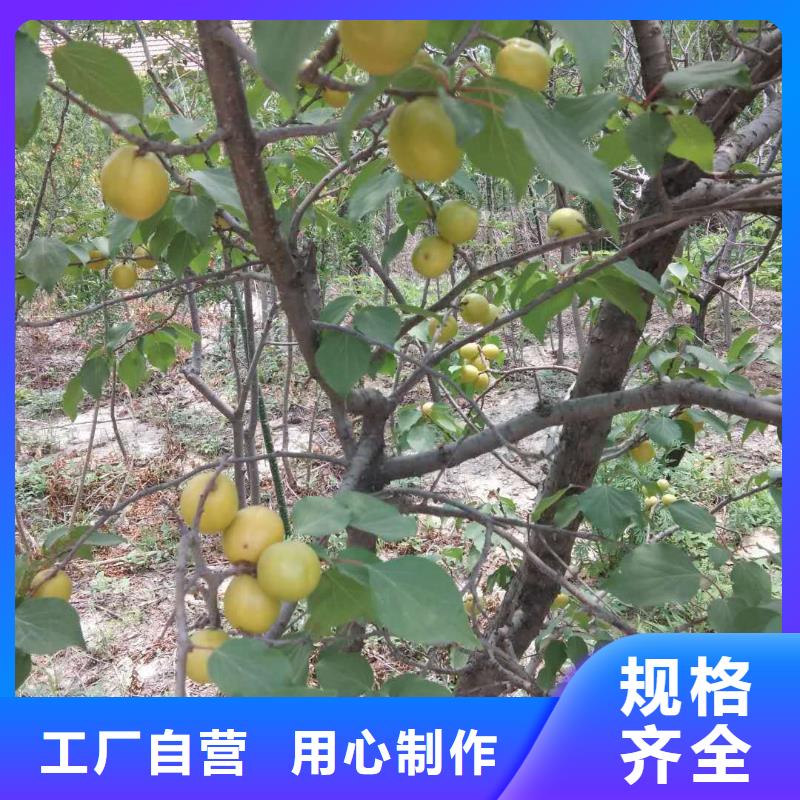 【杏】板栗苗多种规格可选