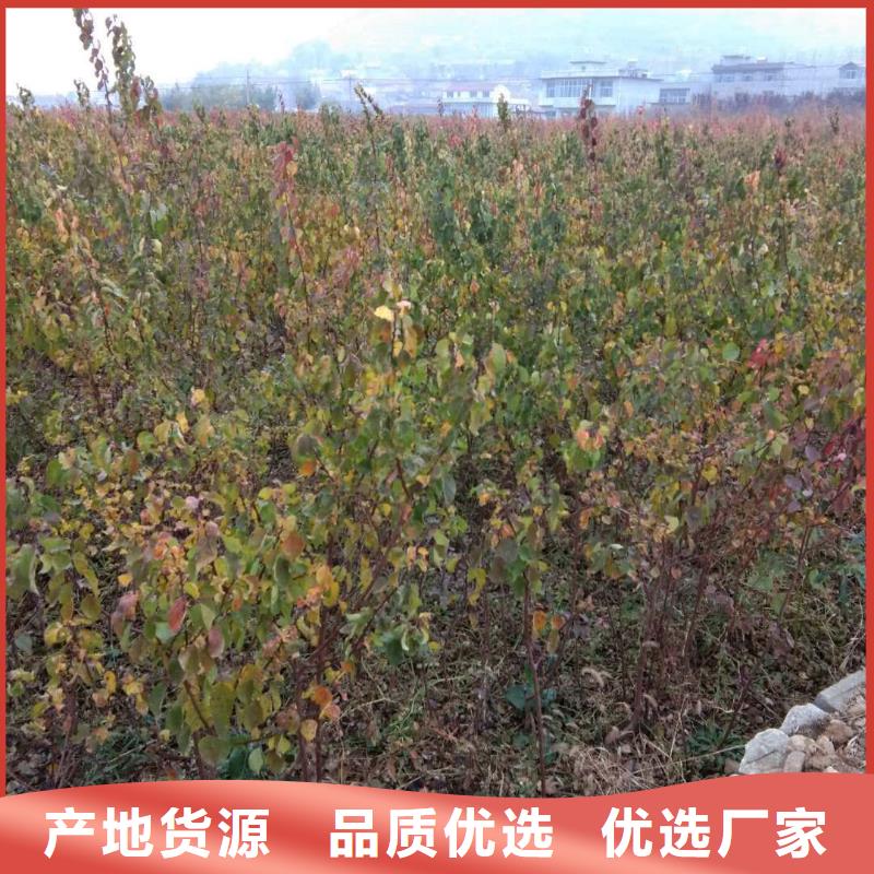 梨树苗视频-梨树苗_湖南省市场覆盖益阳|湘潭|怀化|湘西|郴州|邵阳|长沙等