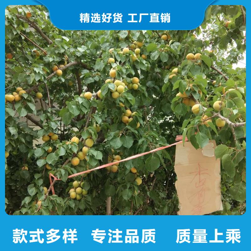 【 杏-杏树苗有口皆碑】 轩园园艺场(阜新市分公司)