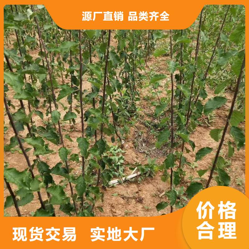 杏_苹果苗真材实料诚信经营