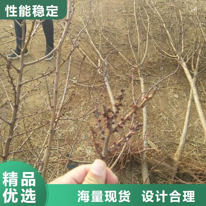 杏蘋果苗超產品在細節