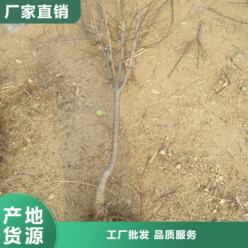 【杏】板栗苗多种规格可选-服务范围包括凉州|民勤|陇南|金昌|天水|白银|嘉峪关等