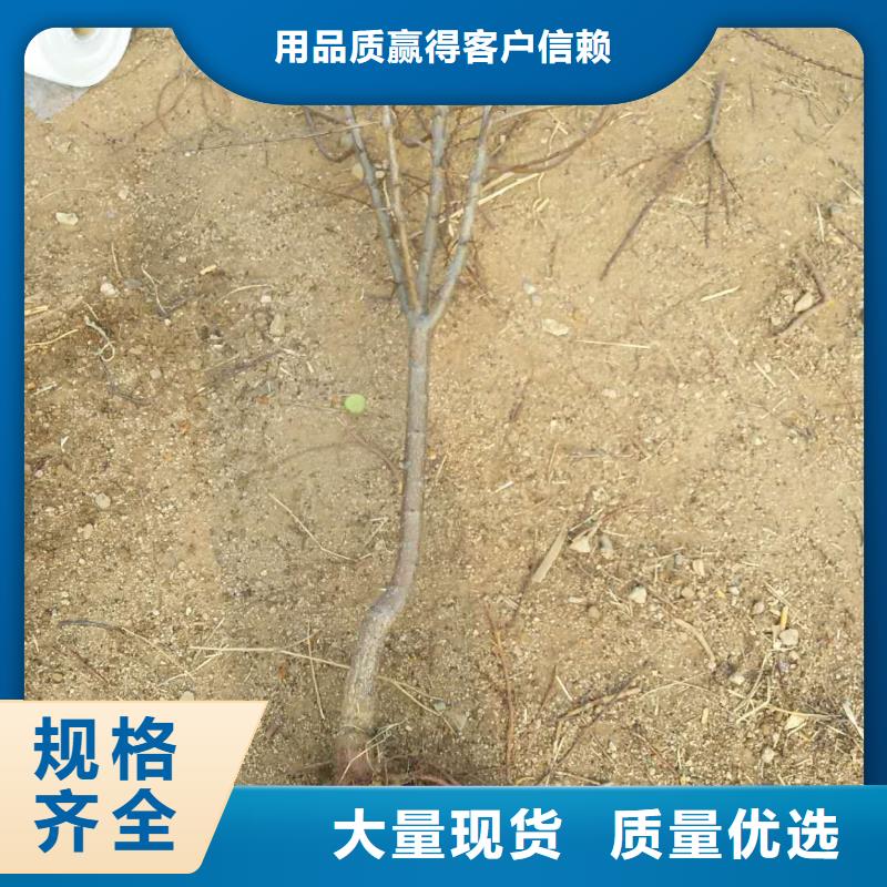 杏樱桃苗品类齐全