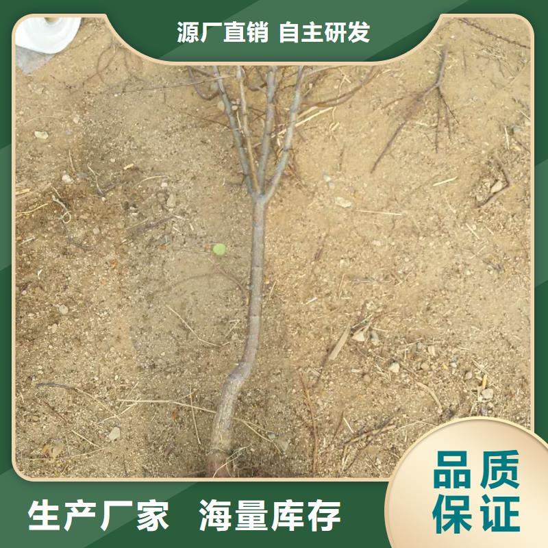 梨树苗-视频-甘肃省武威市|古浪|民勤|临夏|酒泉|嘉峪关|平凉|金昌梨树苗-轩园