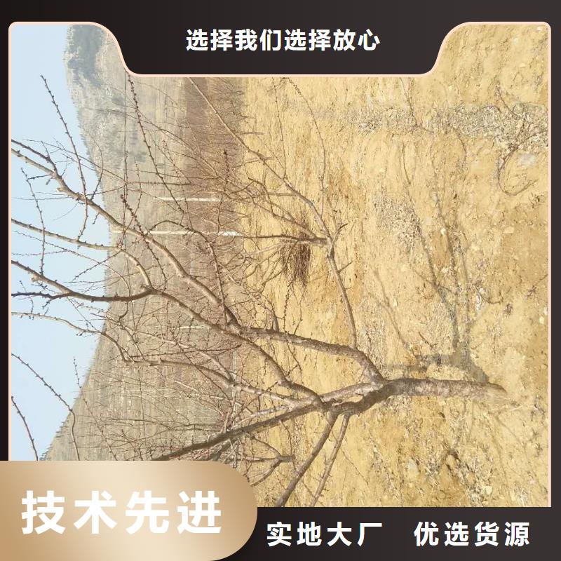 杏,苹果苗质检合格出厂
