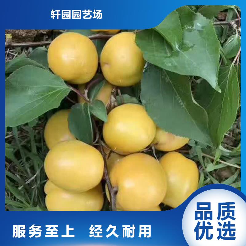 杏草莓苗實(shí)體誠(chéng)信經(jīng)營(yíng)