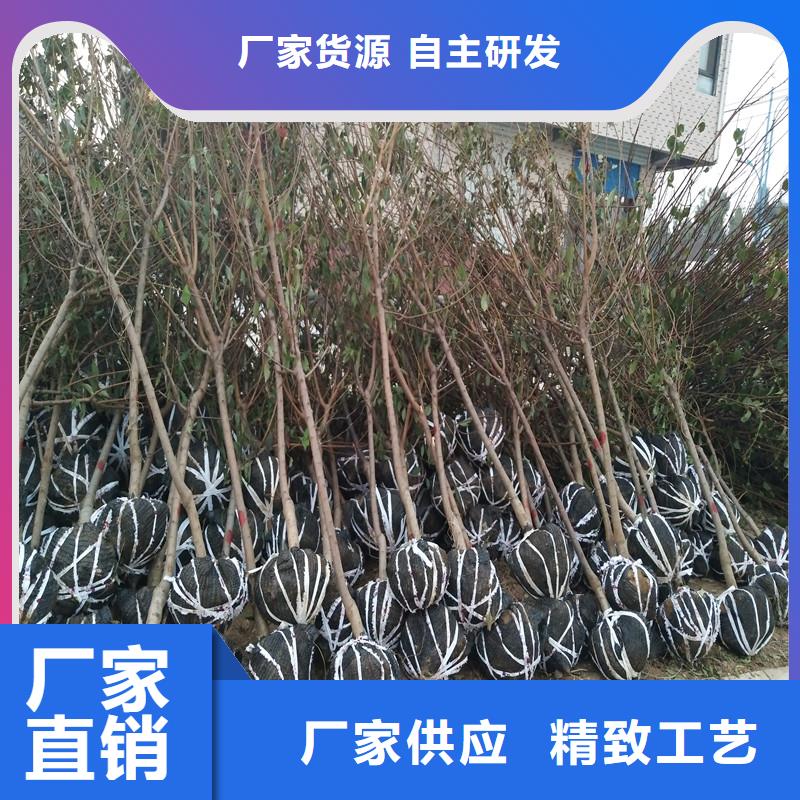 【杏】板栗苗多种规格可选-服务范围包括凉州|民勤|陇南|金昌|天水|白银|嘉峪关等